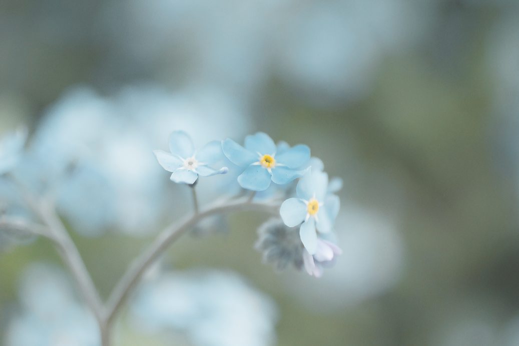 Small pale blue flowers